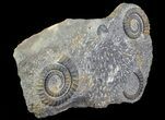 Pair Of Devonian Anetoceras Ammonites - Morocco #67721-1